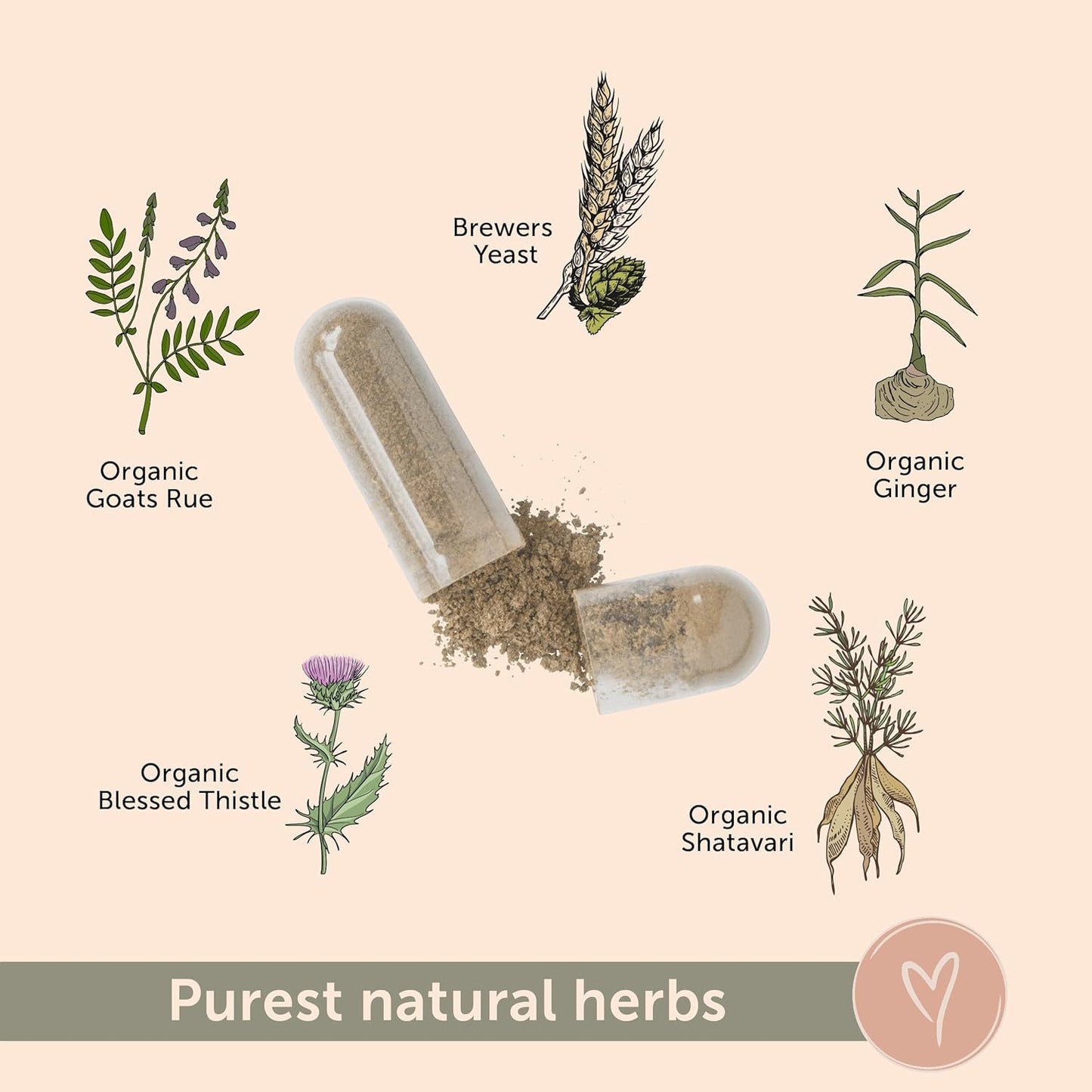 Organic Goat's Rue Lactation Supplement with Fenugreek-Free Formula - Promotes Breast Milk Supply for Breastfeeding - Includes Lions Mane, Thistle, and Brewers Yeast - 60 Capsules