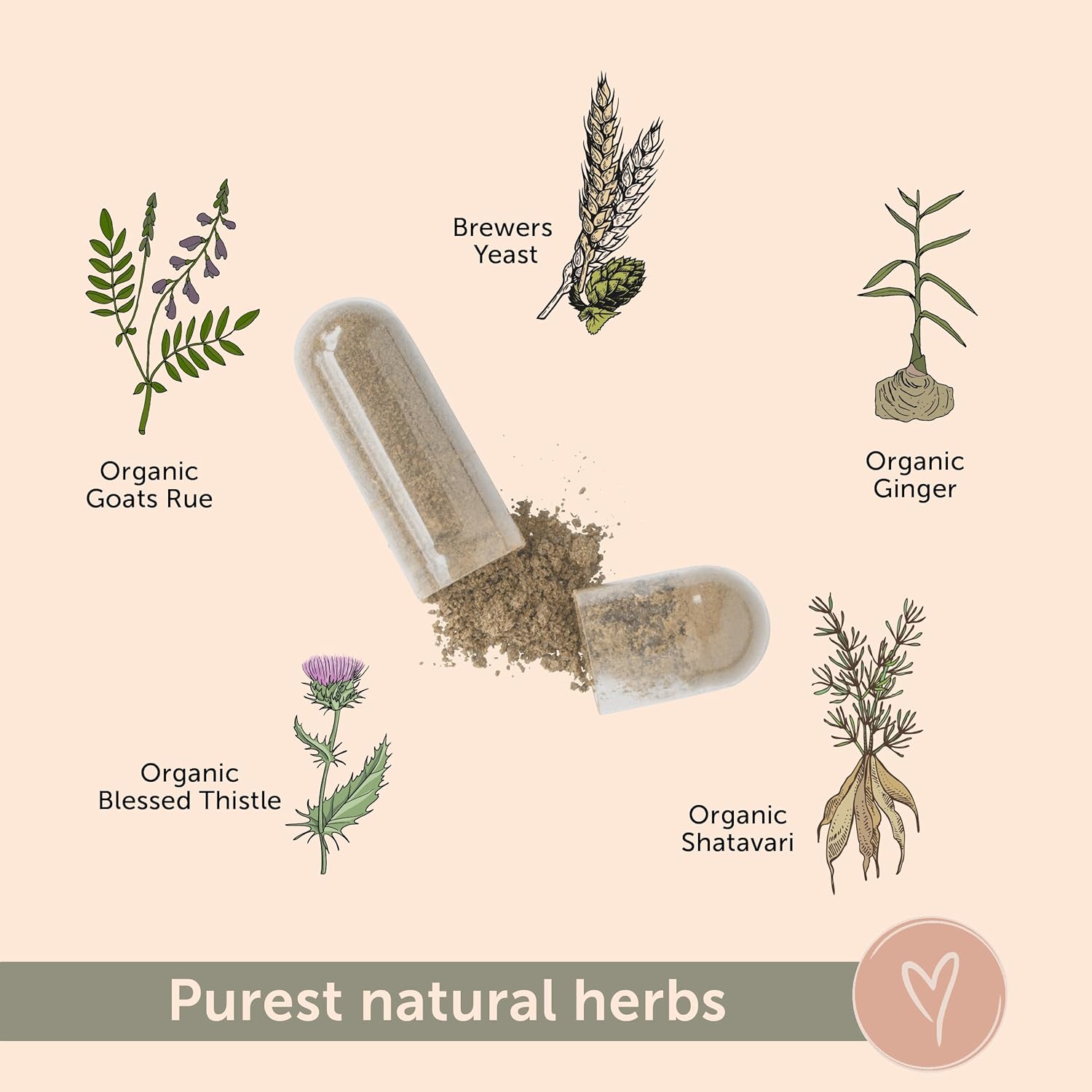 Organic Goat's Rue Lactation Supplement with Fenugreek-Free Formula - Promotes Breast Milk Supply for Breastfeeding - Includes Lions Mane, Thistle, and Brewers Yeast - 60 Capsules