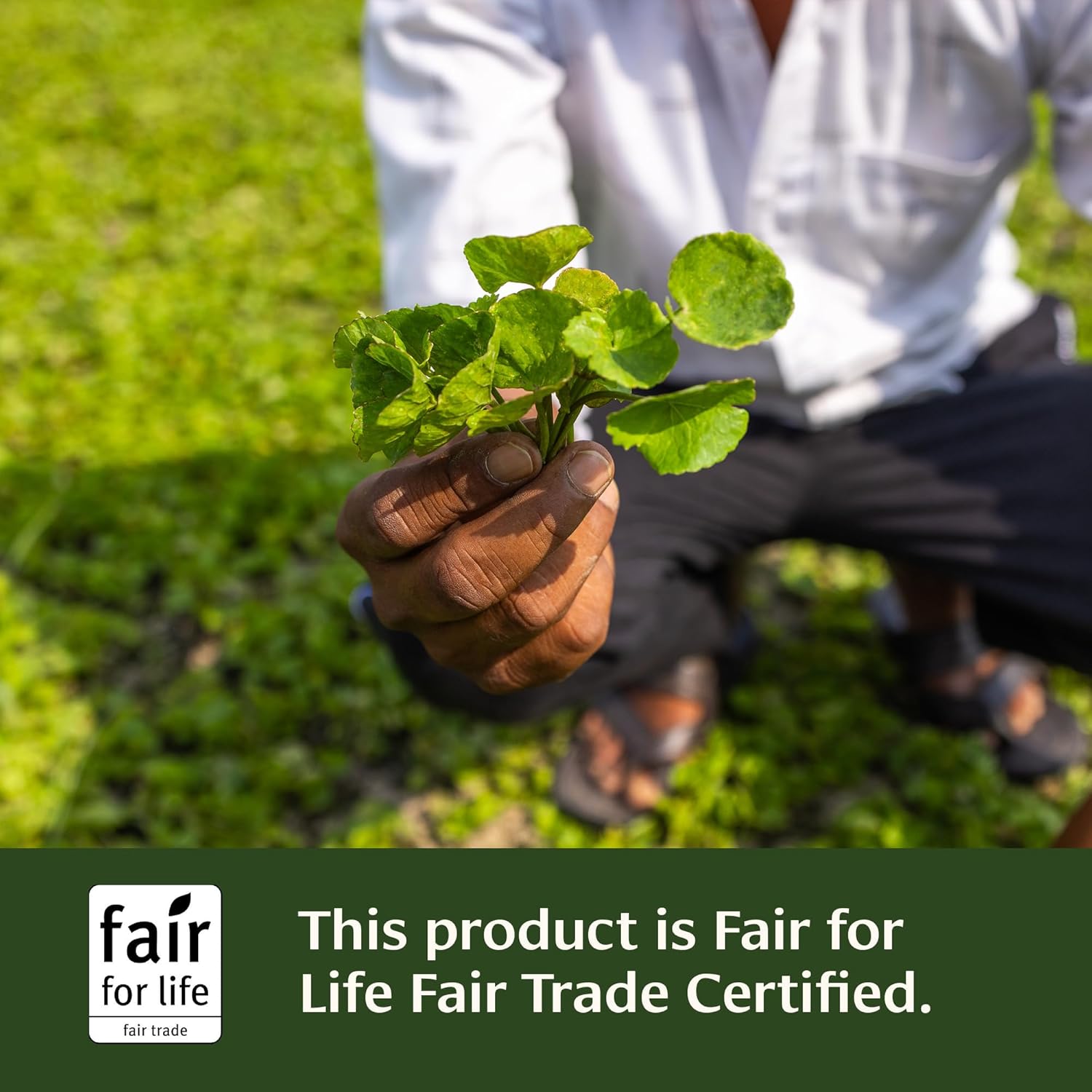 Organic Gotu Kola Tablets for Memory & Concentration - Vegan Nootropic Brain Support Supplement - Fairly Traded & Sustainably Sourced - 90 Tablets