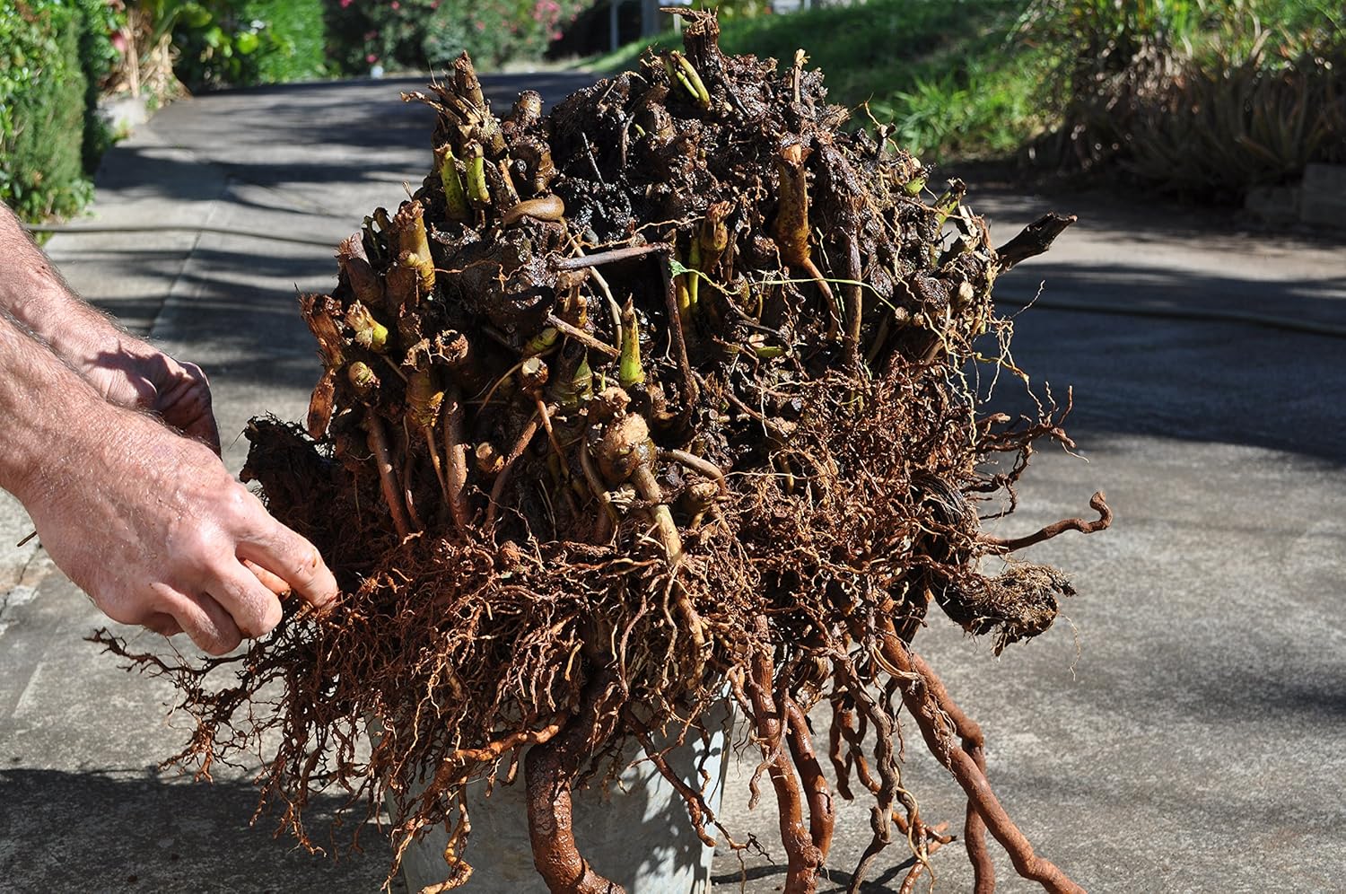 Organic Hawaiian Kava Powder - 8oz Maui Medicinal Herbs