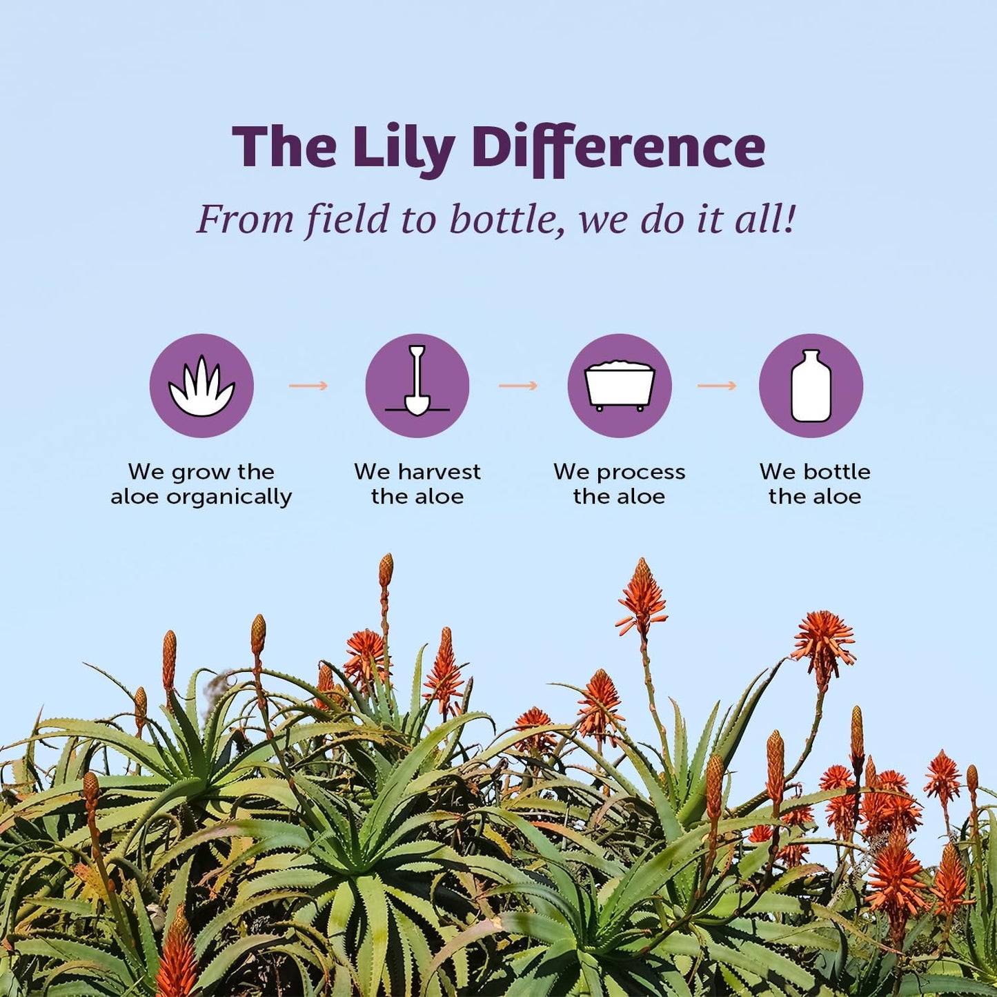 Organic Lily of the Desert Aloe Vera Juice - Preservative-Free Inner Fillet Drink with Digestive Enzymes for Gut Health, Skin Glow - 128 fl oz