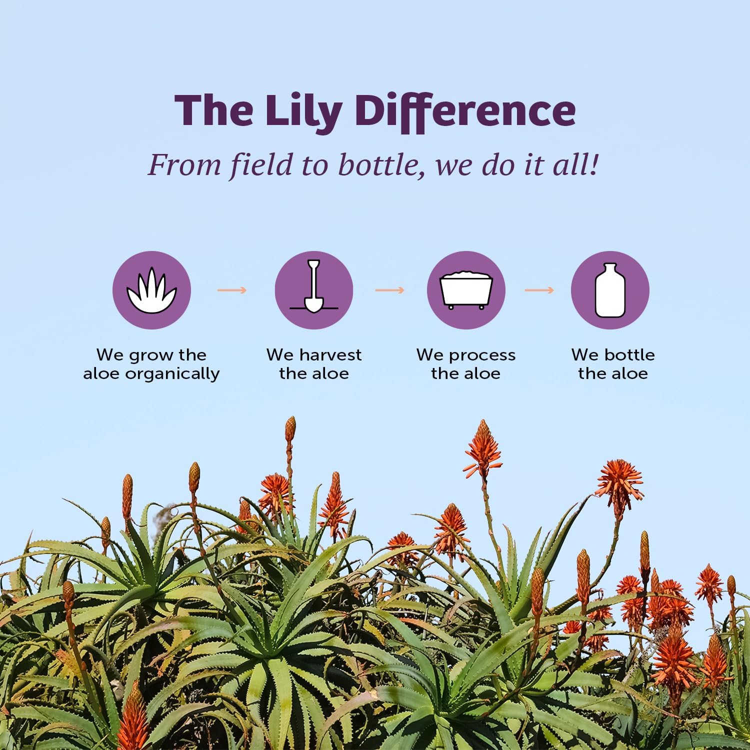 Organic Lily of the Desert Aloe Vera Juice - Preservative-Free Inner Fillet Drink with Digestive Enzymes for Gut Health, Skin Glow - 128 fl oz