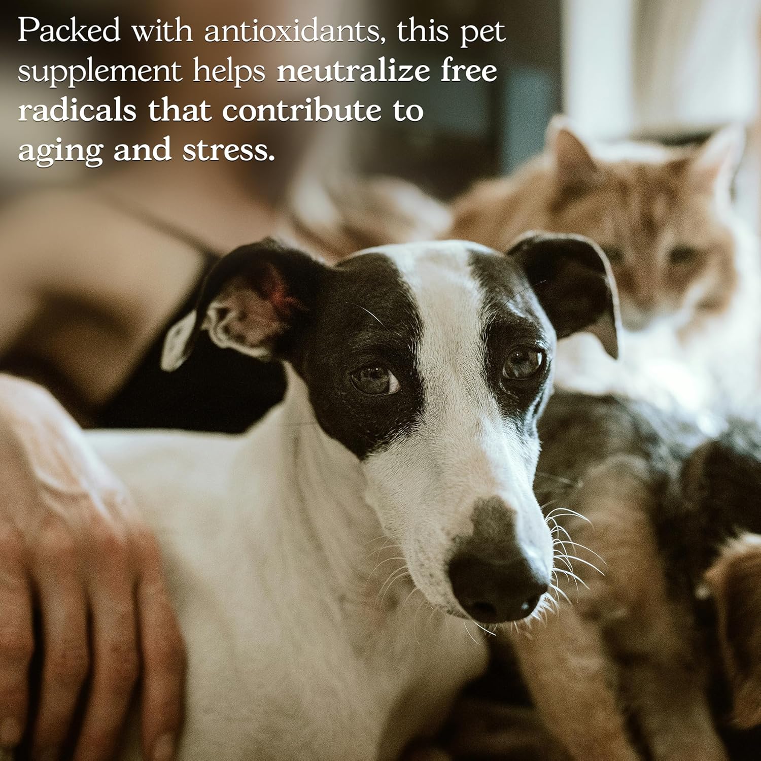 Organic Mushroom Complex Capsules - Lions Mane, Cordyceps, Reishi - Premium Strength Supplement, 90 Capsules