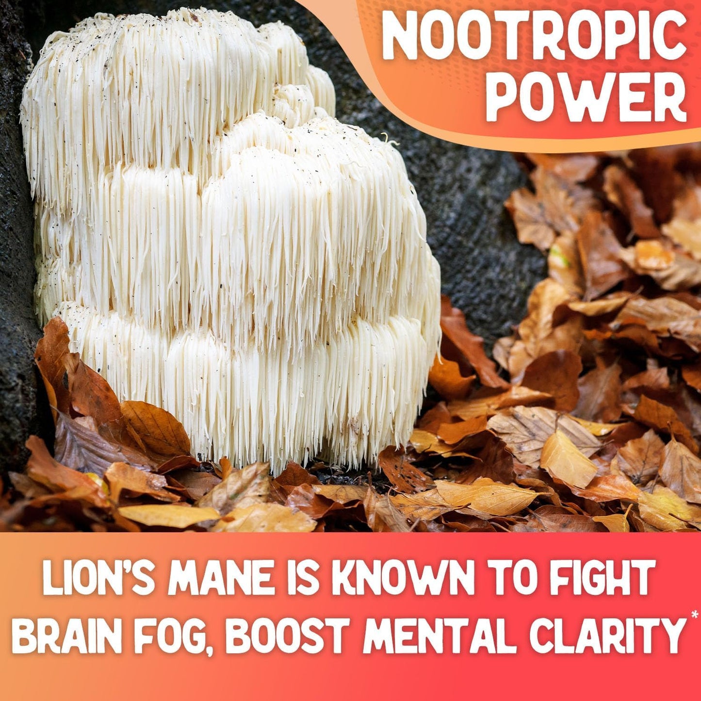 Organic Mushroom Powder Blend with Lion's Mane, Reishi, Chaga, and Cordyceps - 8 Ounce for Mental Clarity and Immunity