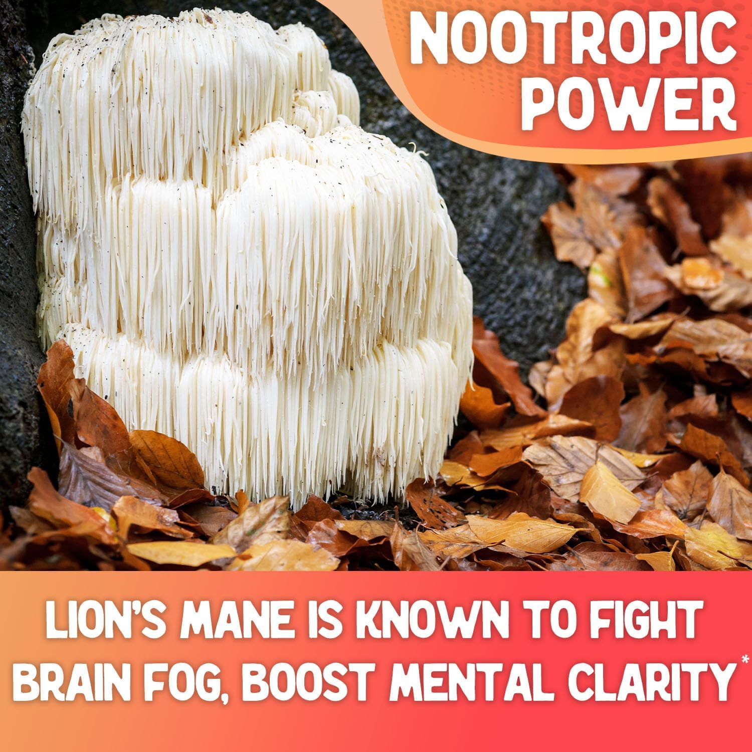 Organic Mushroom Powder Blend with Lion's Mane, Reishi, Chaga, and Cordyceps - 8 Ounce for Mental Clarity and Immunity