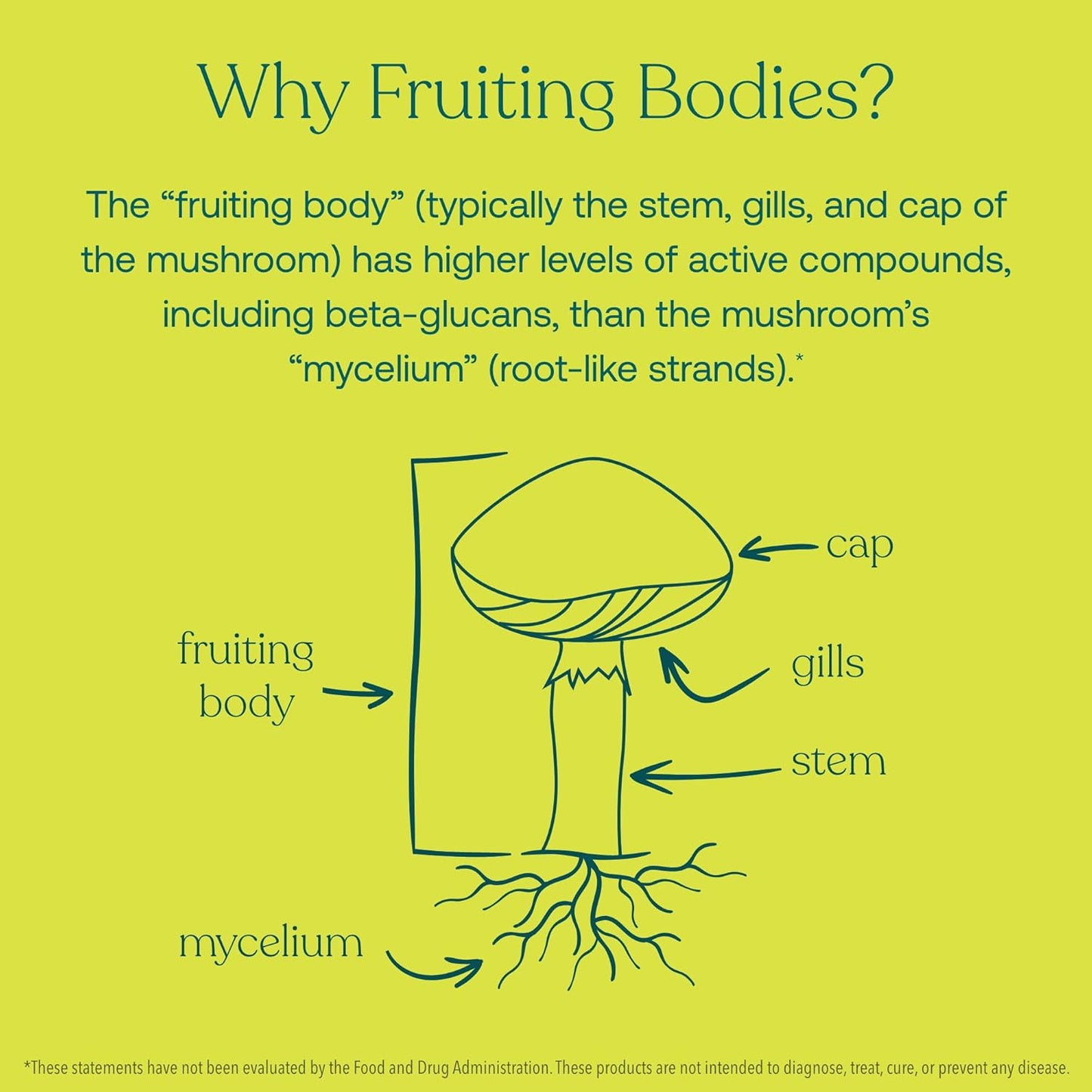 Organic Mushroom Reishi Capsules for Daily Balance & Longevity - 60 Count