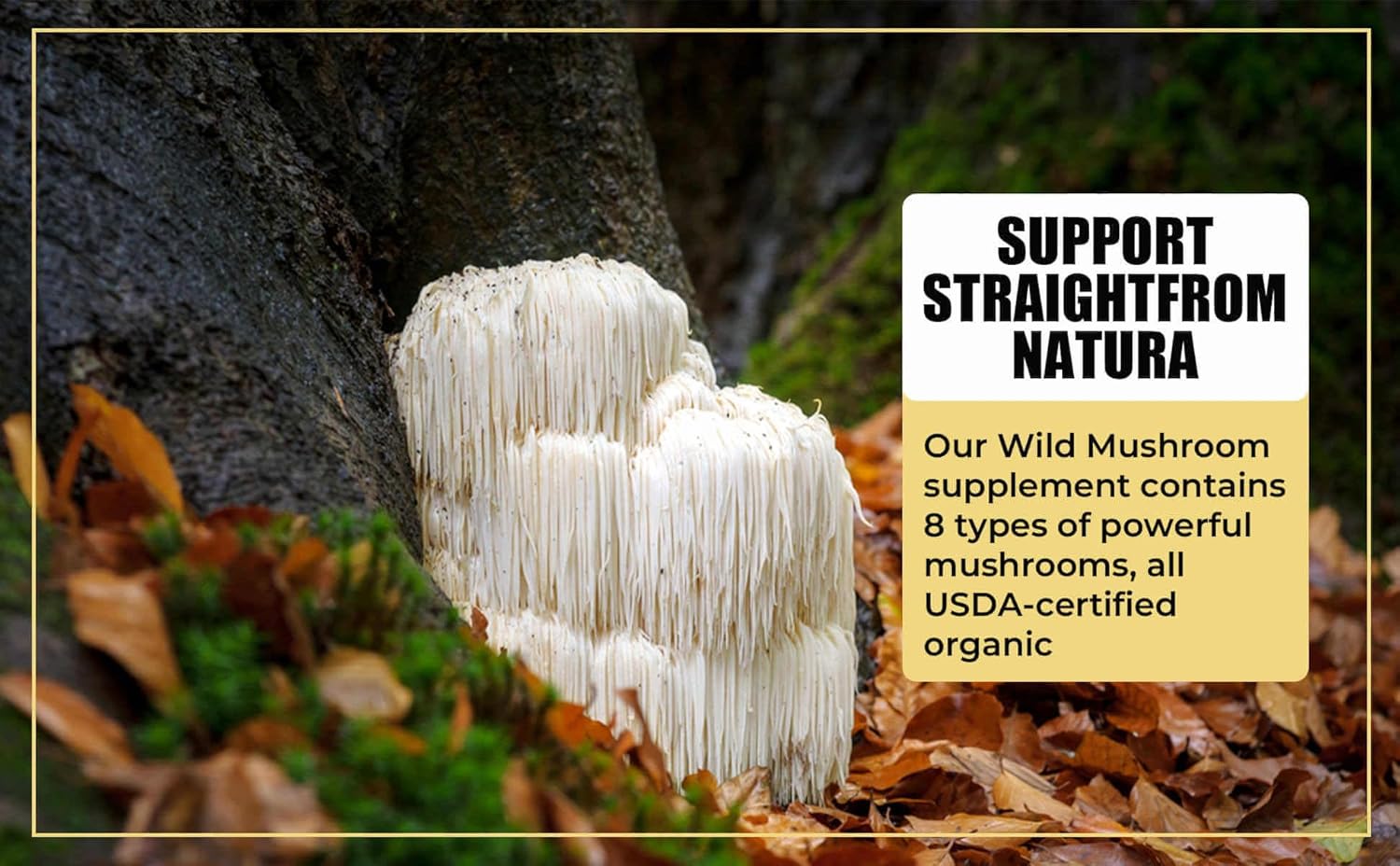 Organic Mushroom Supplement Complex with Lions Mane, Turkey Tail, Reishi & More | Energy, Brain & Immune Support | 10:1 Mushroom Extract (60 Capsules)