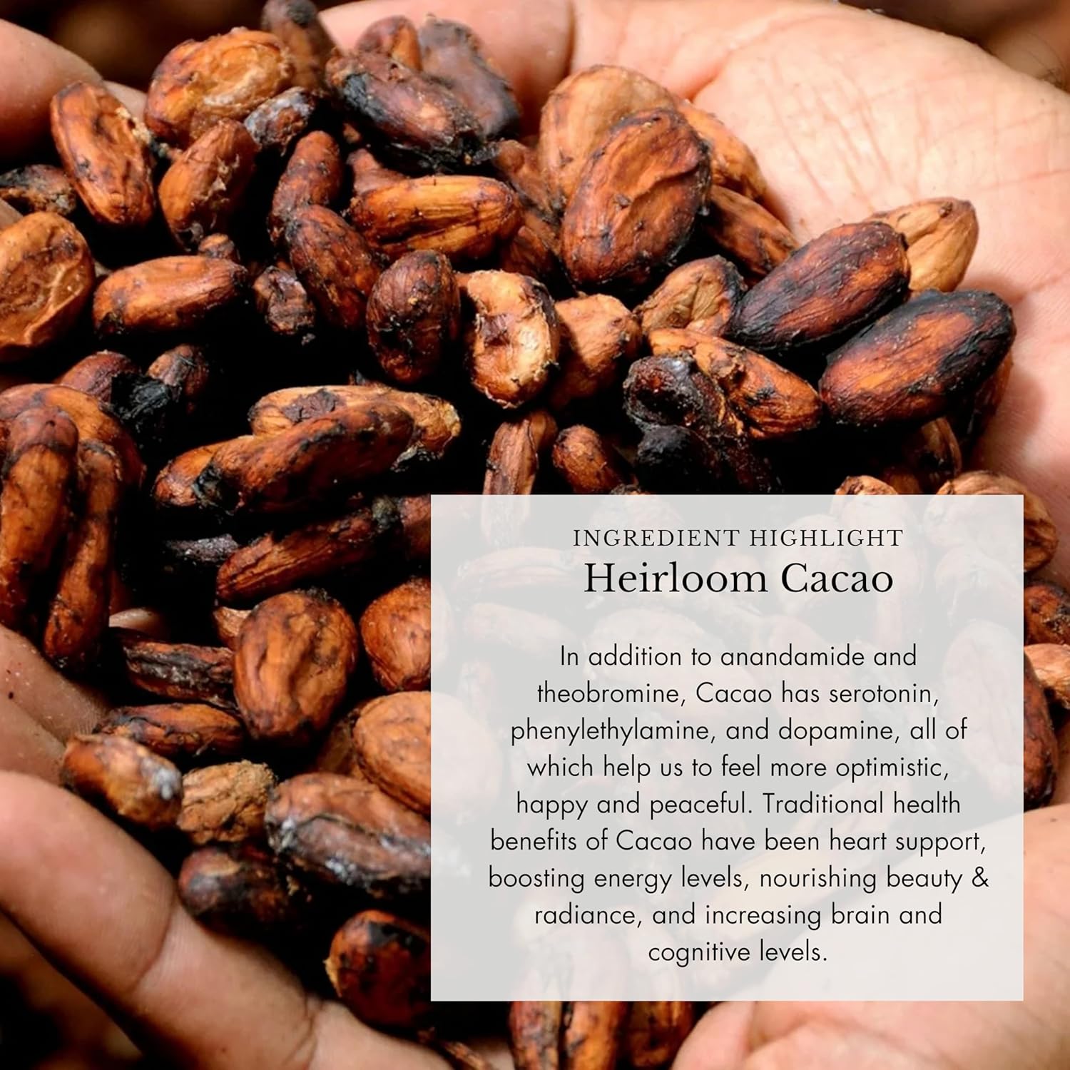 Organic Mushroom Supplement with Adaptogenic Mushrooms + Cacao - Uplifting Mushroom Powder with Lions Mane, Shiitake, Chaga - 4oz