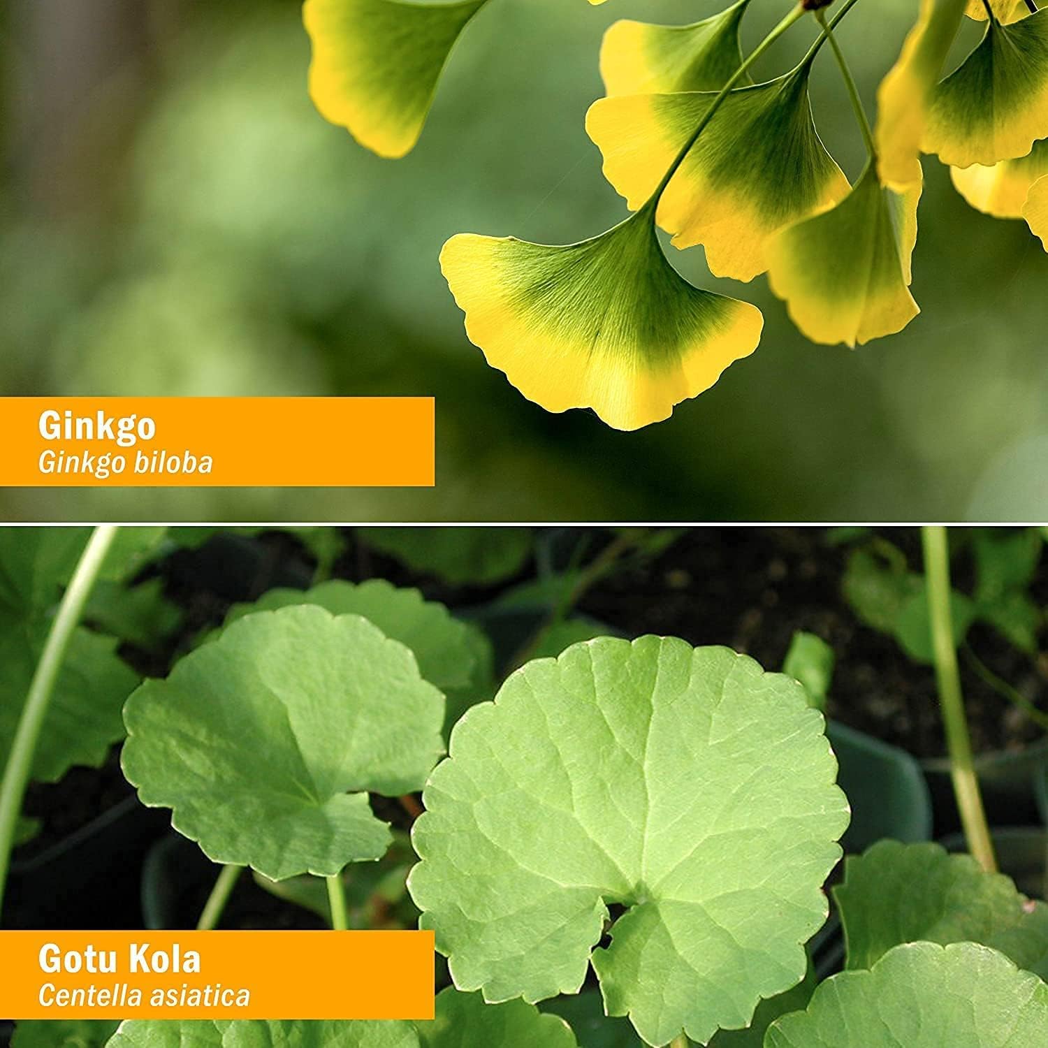 Organic Nootropic Brain & Memory Supplement with Ginkgo Biloba Liquid Extract - Fast Absorption for Mental Focus - Vegan, Gluten-Free, Non-GMO - 1 Oz