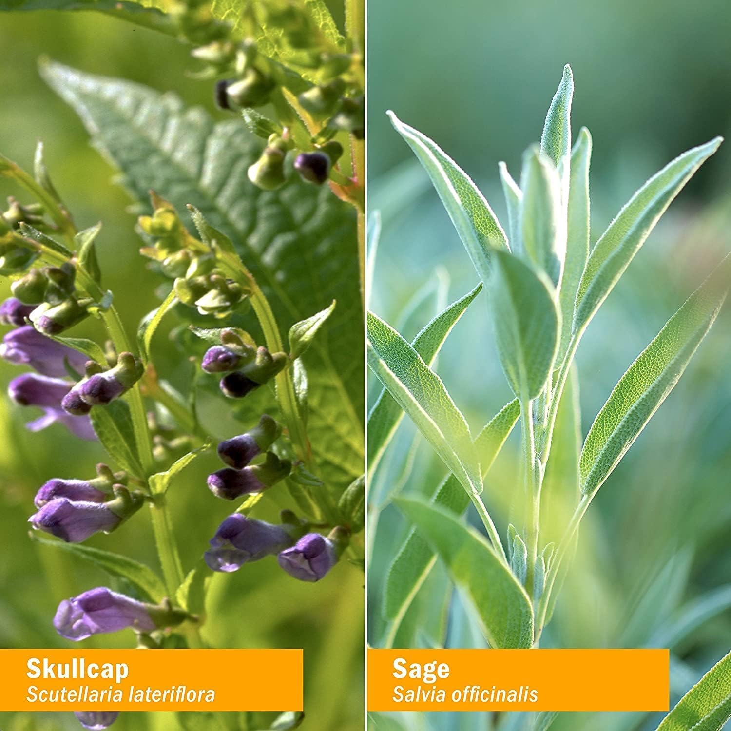 Organic Nootropic Brain & Memory Supplement with Ginkgo Biloba Liquid Extract - Fast Absorption for Mental Focus - Vegan, Gluten-Free, Non-GMO - 1 Oz