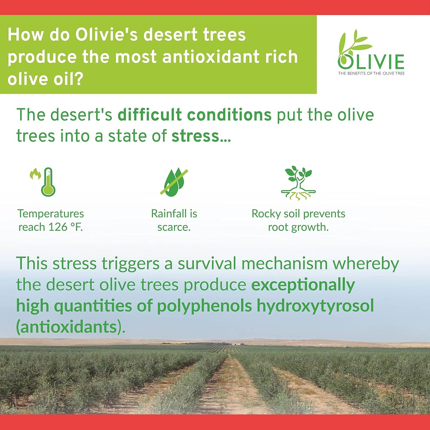 Organic Olive Leaf Extract Capsules - Olivie Force/Rich | Antioxidant Polyphenol Supplement - 50 Vegetal Capsules for Adults