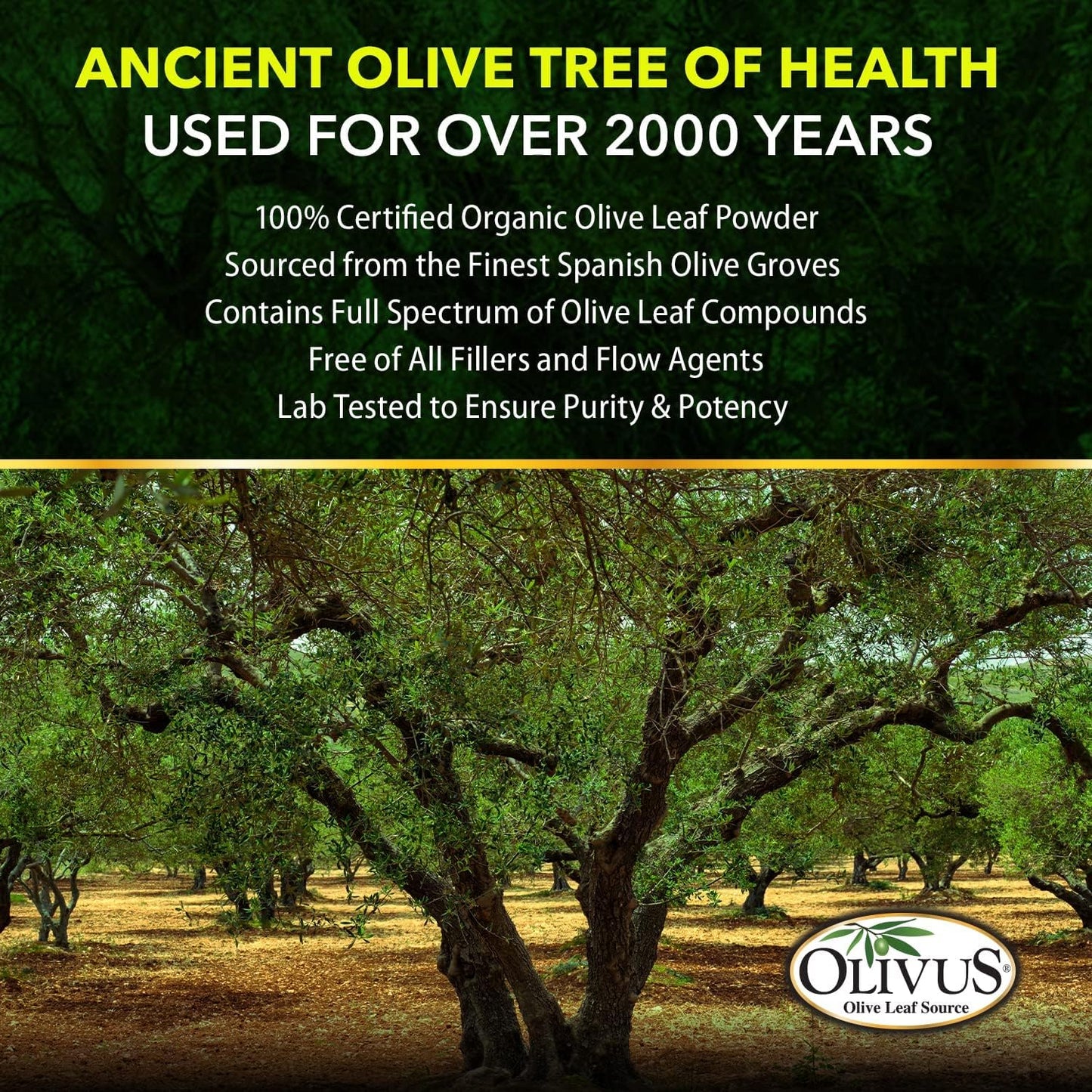 Organic OliveLeafMAX Extract Capsules - 40% Oleuroepin - No Fillers - 60 Vegetarian Capsules - Spanish Sourced, USA Made