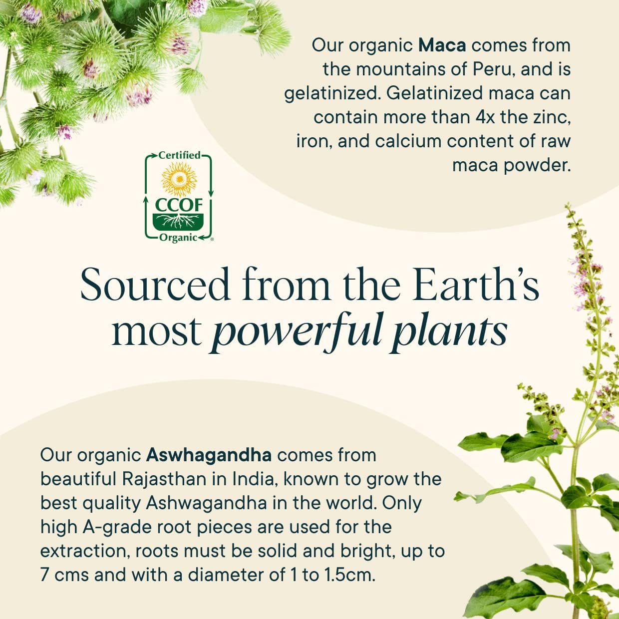 Organic Prebiotics, Probiotics & Hormone Balance Bundle: Vegan Capsules with Lactobacillus, Ashwagandha, Burdock Root, Cordyceps - Support Vaginal Health, Candida & Hormonal Balance