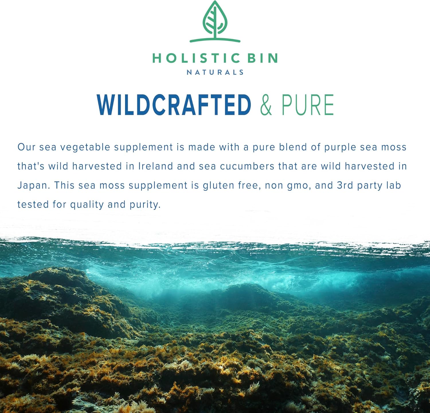 Organic Purple Sea Moss and Sea Cucumber Capsules - 500mg Sea Vegetables per Serving