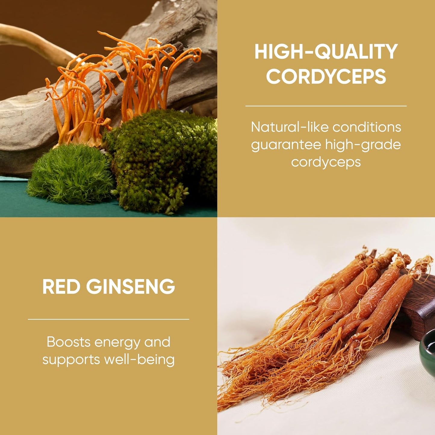 Organic Red Ginseng and Cordyceps Powder - 6 in 1 Herbal Extract for Alertness and Energy, Caffeine Free (Pack of 10)