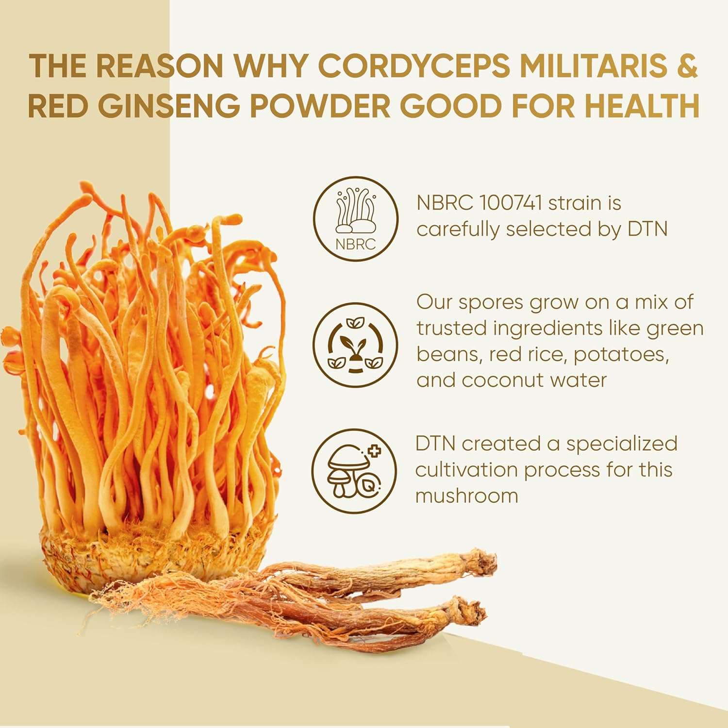 Organic Red Ginseng and Cordyceps Powder - 6 in 1 Herbal Extract for Alertness and Energy, Caffeine Free (Pack of 10)