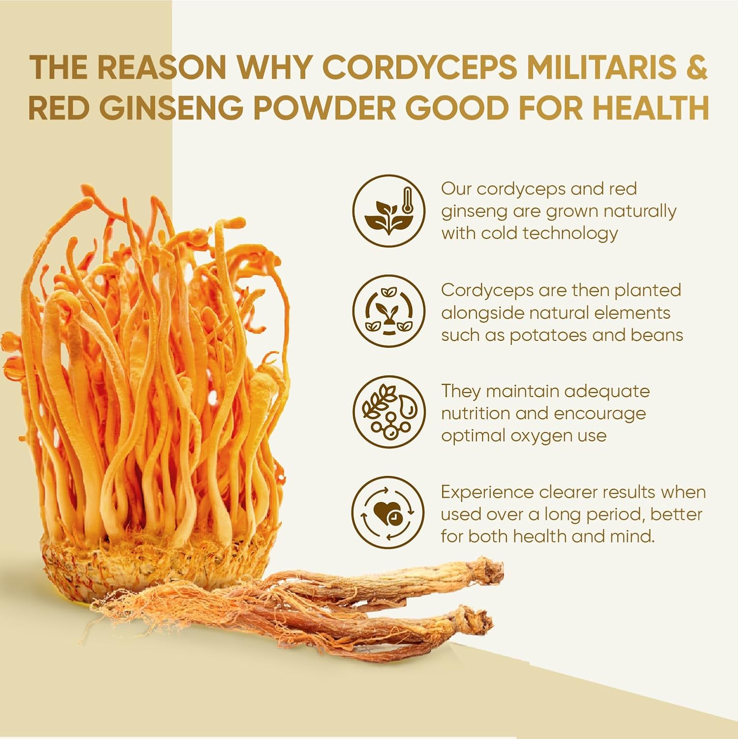 Organic Red Ginseng and Cordyceps Powder - 6 in 1 Herbal Extract for Alertness and Energy, Caffeine Free (30 Pack)