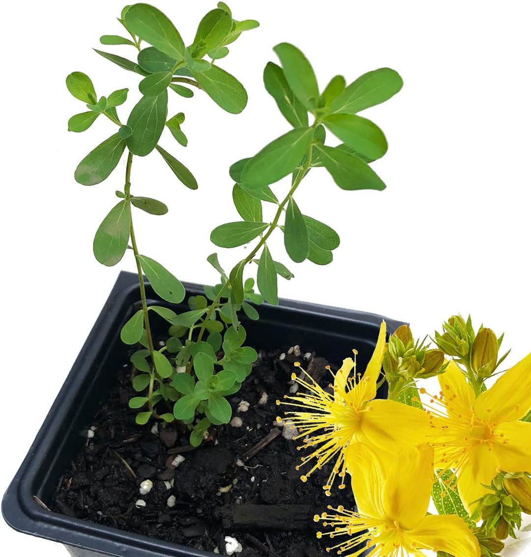 Organic Saint John's Wort Plant in 2.5 inch Pot - Live Hypericum Perforatum from Smoke Camp Crafts