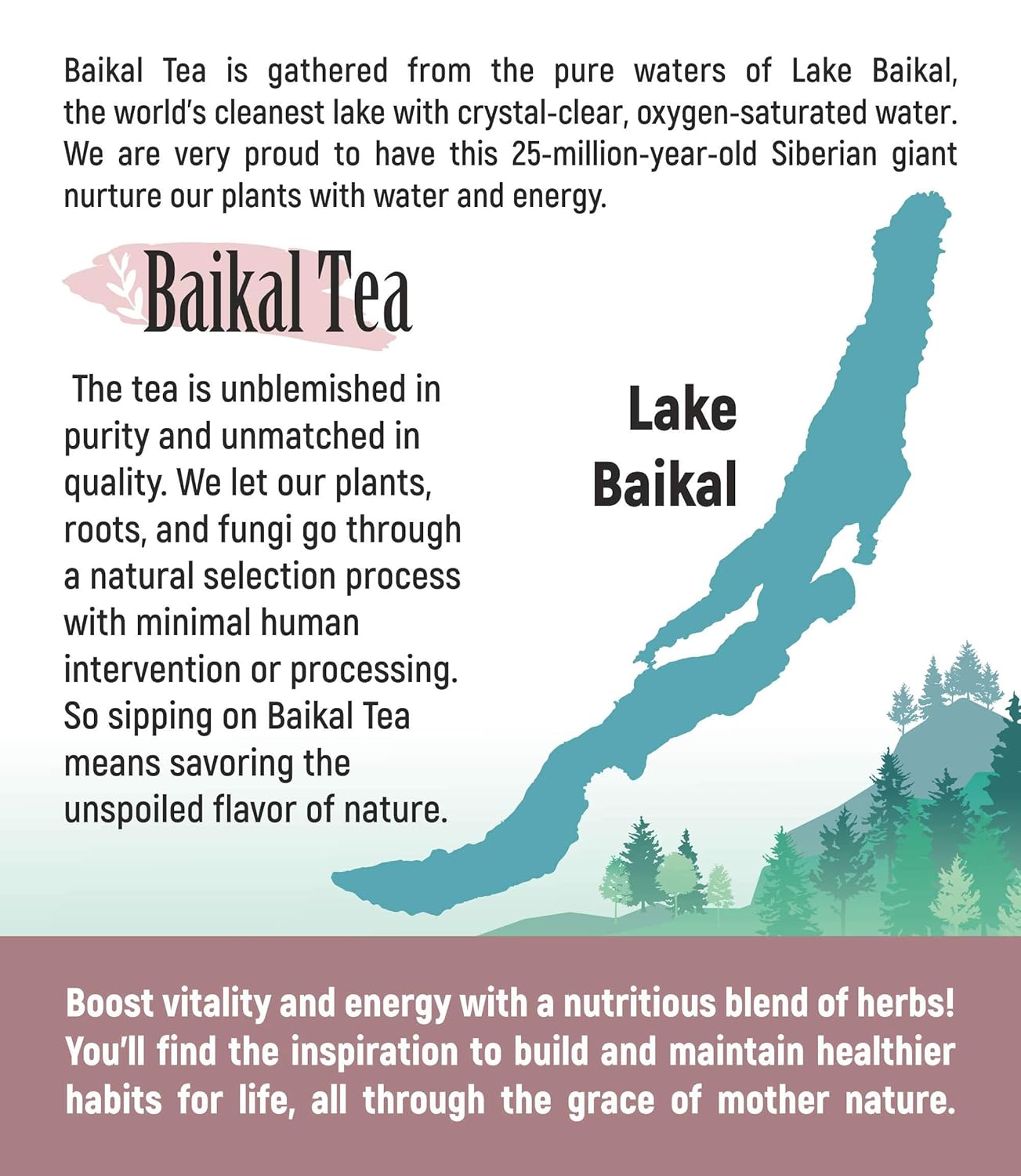 Organic Siberian Birch Chaga Mushroom Tea Bags - 30 Count - Natural Detox & Digestive Support - Wildcrafted by Baikal Tea - No Additives