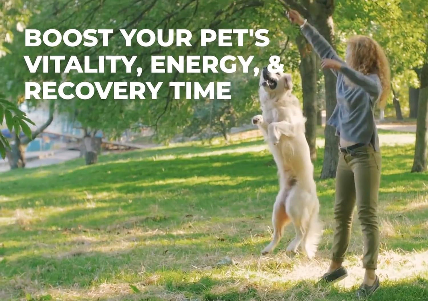 Organic Superfood Multivitamin Powder for Dogs - Kelp, Spirulina, Sea Moss Blend for Homemade and Raw Meals, Energy, Immune & Joint Support - BoostGo Australia