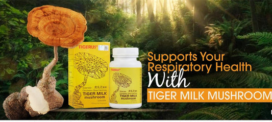 Organic Tiger Milk Mushroom Supplement - Immune Support and Energy Boost
