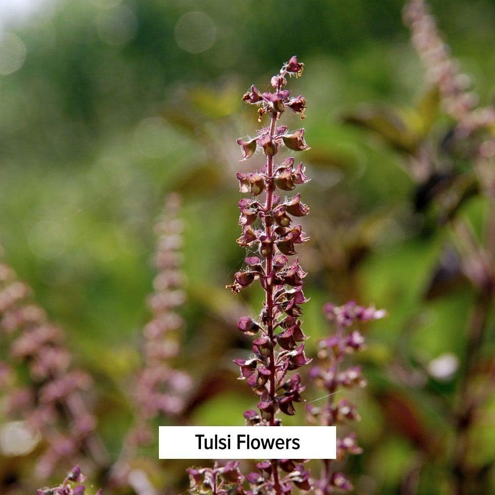 Organic Tulsi Tablets - Adaptogen Supplement for Lung, Heart, Digestive Health - Stress Relief & Inflammation Support - 90 ct.