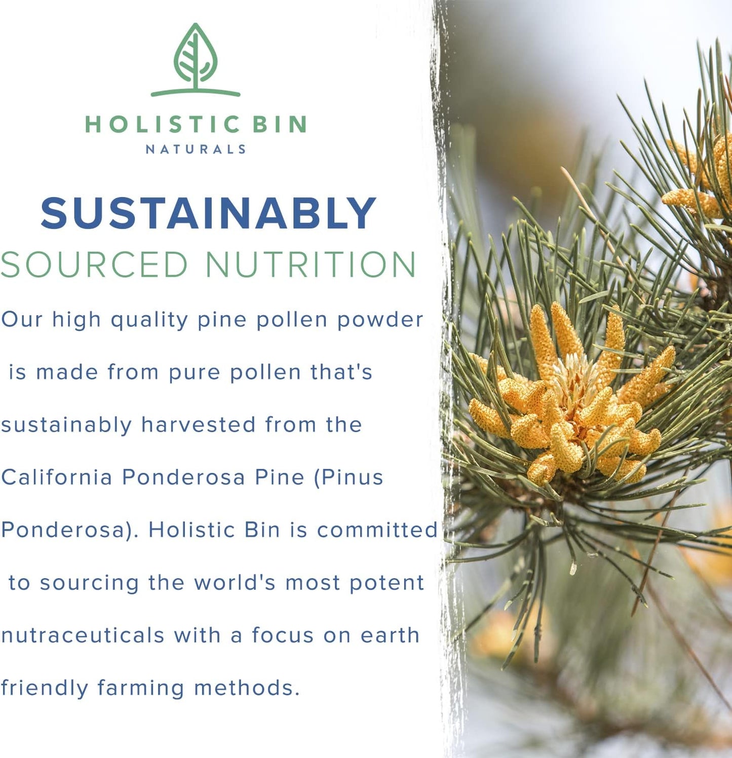 Organic Wild Harvested California Ponderosa Pine Pollen Capsules - 500mg - Non-GMO - Olympic Grade - 30 Day Supply