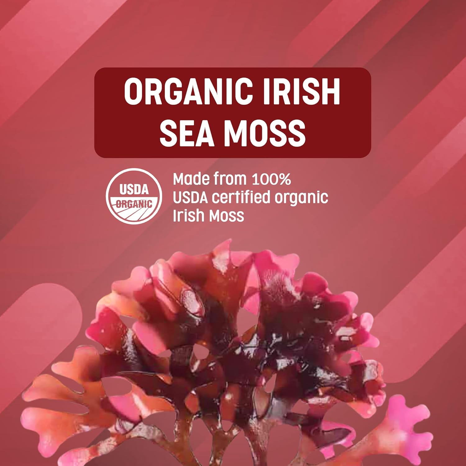 Organic Wild Irish Sea Moss Capsules with Sea Kelp for Thyroid Support & Hair Skin Nails - 100% Natural Superfood Supplement with Minerals & Amino Acids - 90 Kosher Capsules