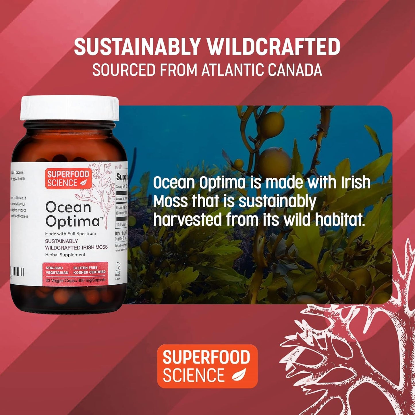 Organic Wild Irish Sea Moss Capsules with Sea Kelp for Thyroid Support & Hair Skin Nails - 100% Natural Superfood Supplement with Minerals & Amino Acids - 90 Kosher Capsules
