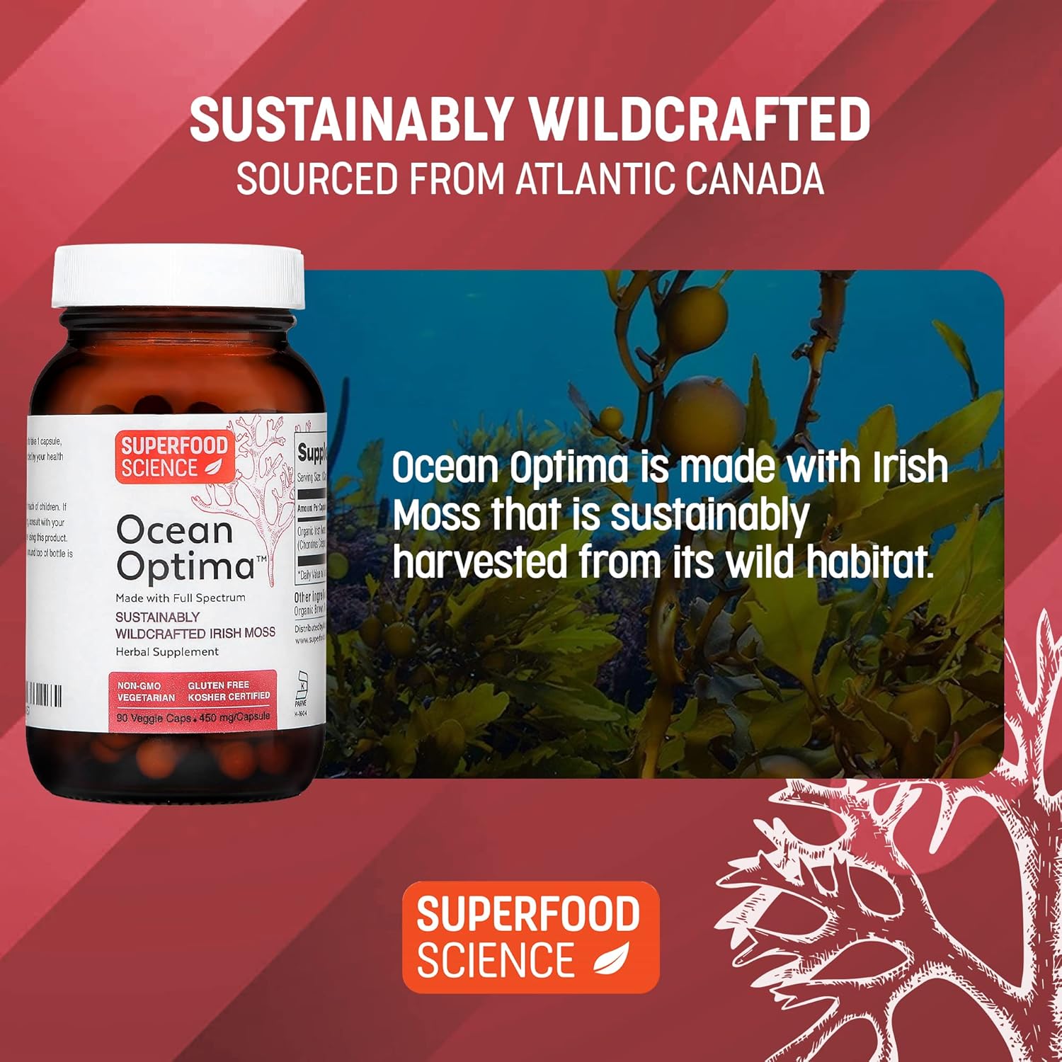 Organic Wild Irish Sea Moss Capsules with Sea Kelp for Thyroid Support & Hair Skin Nails - 100% Natural Superfood Supplement with Minerals & Amino Acids - 90 Kosher Capsules
