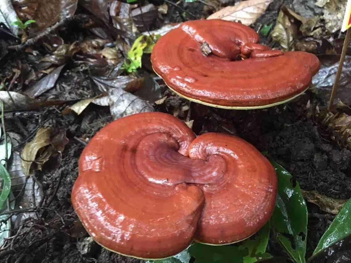 Organic Wonderland Herbs Ling Zhi Spore Extract Oil Softgels – 350mg x100