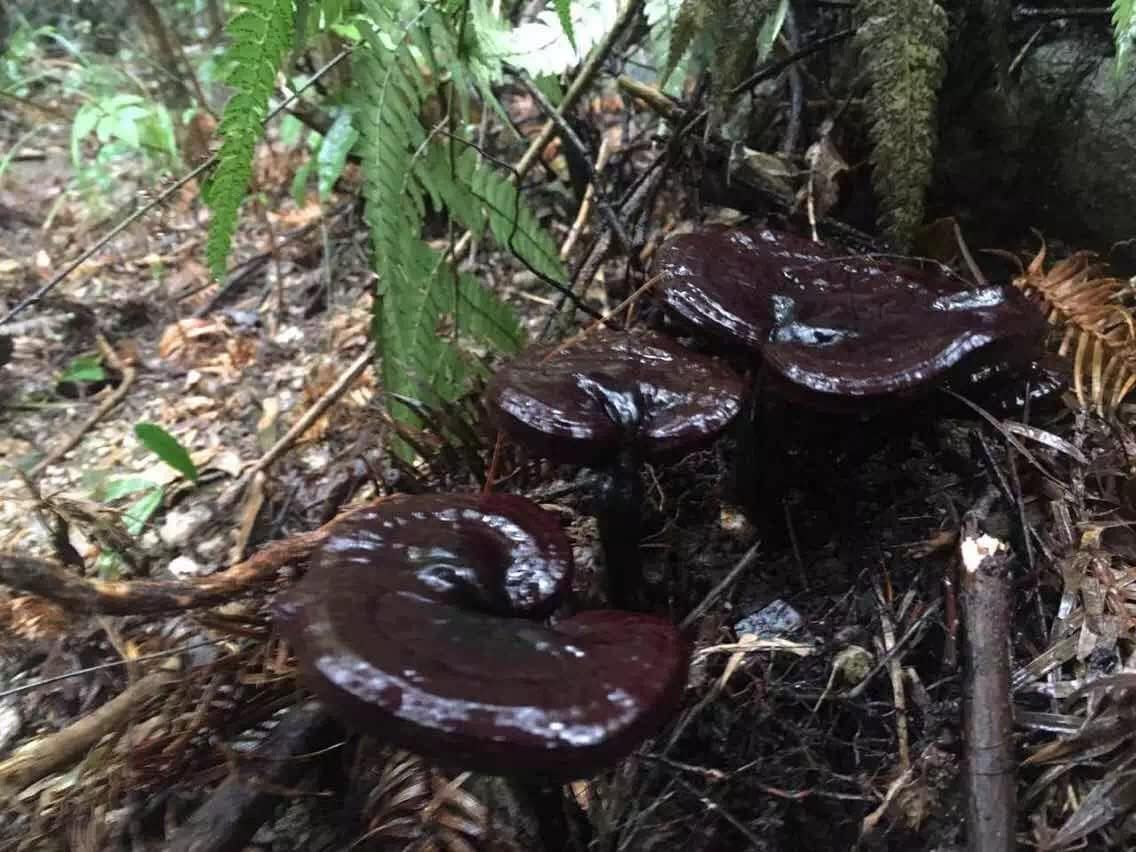 Organic Wonderland Herbs Ling Zhi Spore Extract Oil Softgels – 350mg x100