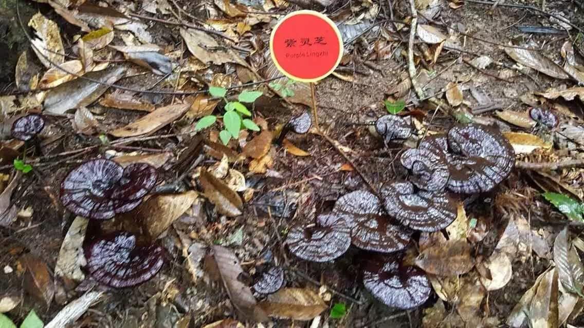 Organic Wonderland Herbs Ling Zhi Spore Extract Oil Softgels – 350mg x100