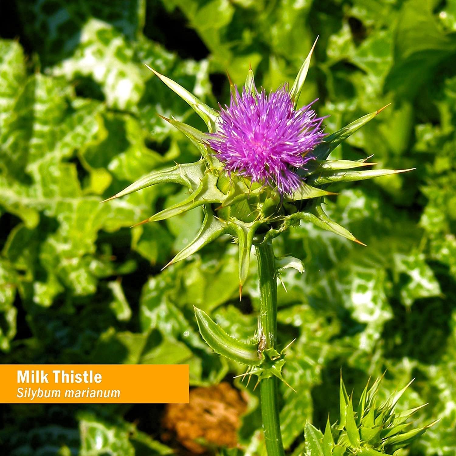 Pack of 2 Herb Pharm Milk Thistle Seed Liquid Extract - 1 Ounce Each for Liver Function Support