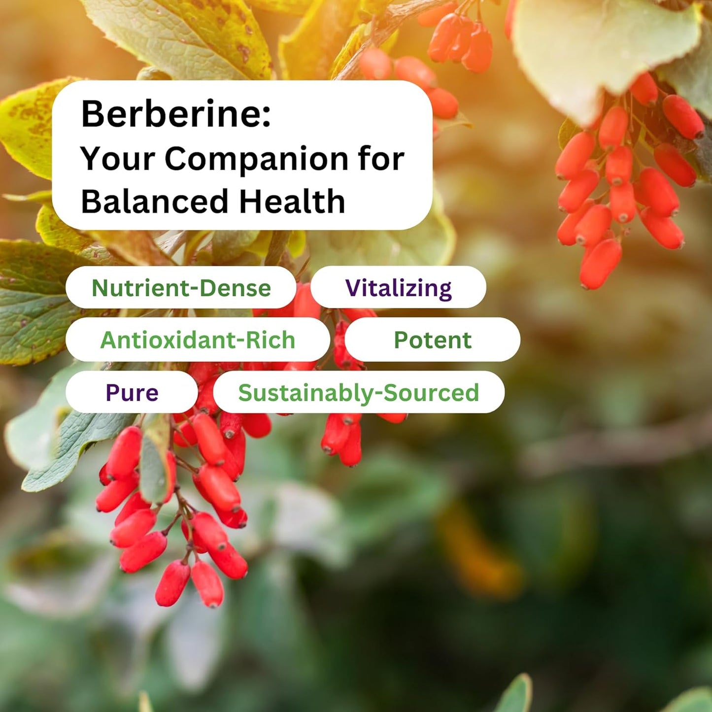 Paradise Herbs Berberine Extract 500mg Supplement - Vegan, Non-GMO, Gluten-Free - 180 Capsules