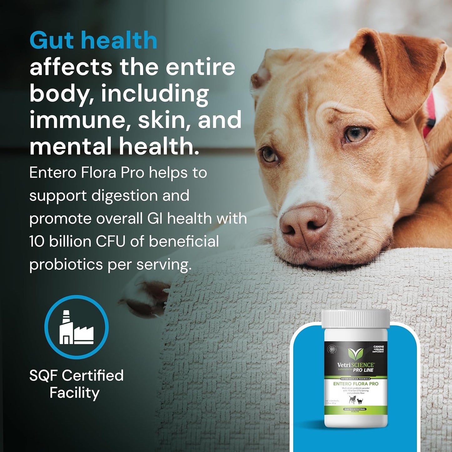 Pet-Friendly Probiotic Powder for Dogs & Cats - Gut Flora Health Supplement - Probiotic Blend with Fiber - 2.12 oz