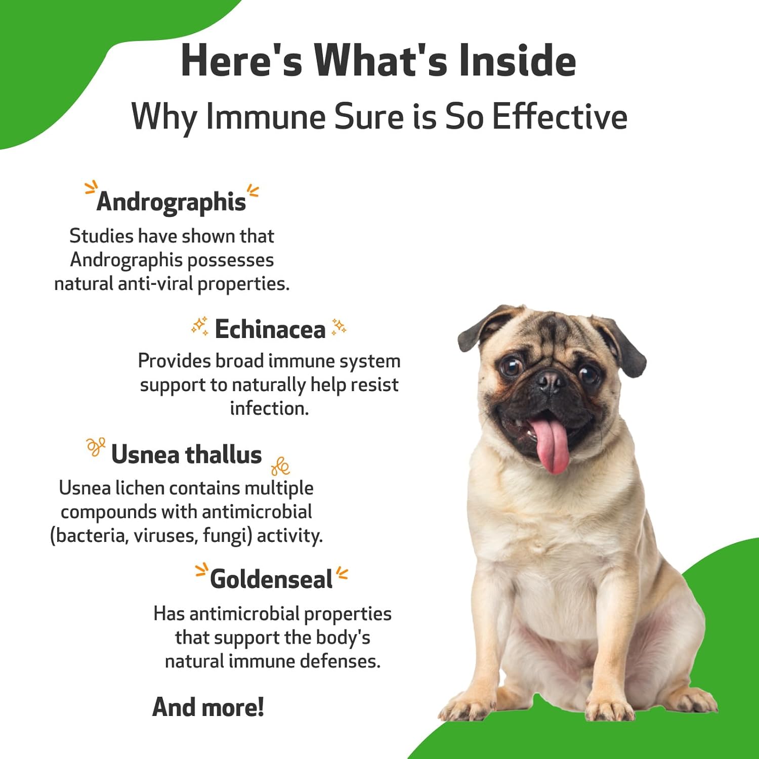 Pet Wellbeing Immune Support Supplement for Dogs - Boosts Immune Health, Gut Balance, Andrographis, Echinacea, Vitamin C, Zinc - 2 oz