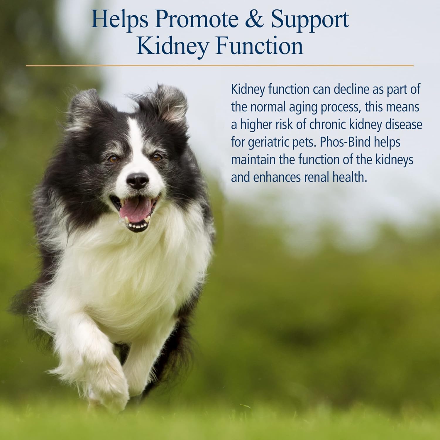 Phos-Bind Kidney Support Powder for Cats & Dogs - 35g Supplement for Kidney Health, Cleanse, and Care