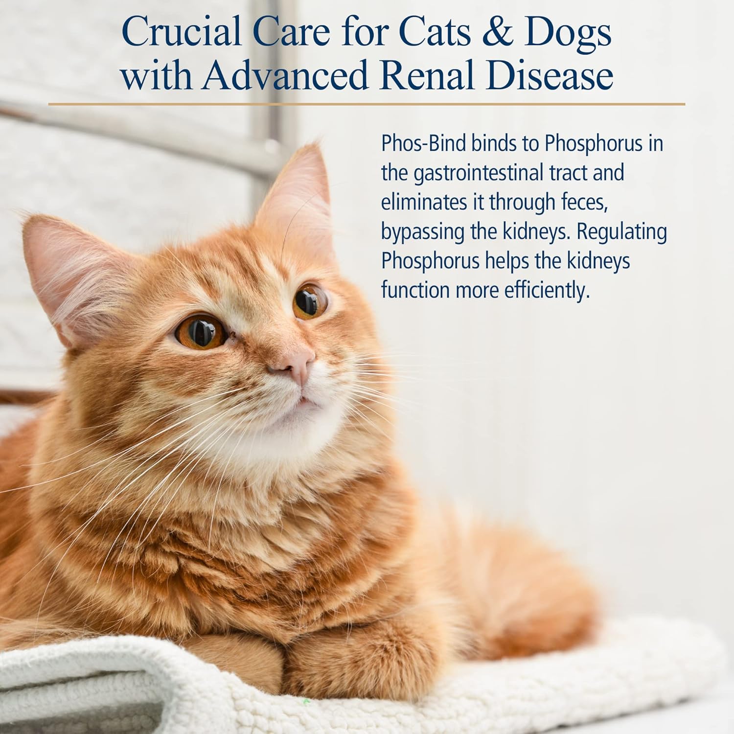 Phos-Bind Kidney Support Powder for Cats & Dogs - 35g Supplement for Kidney Health, Cleanse, and Care