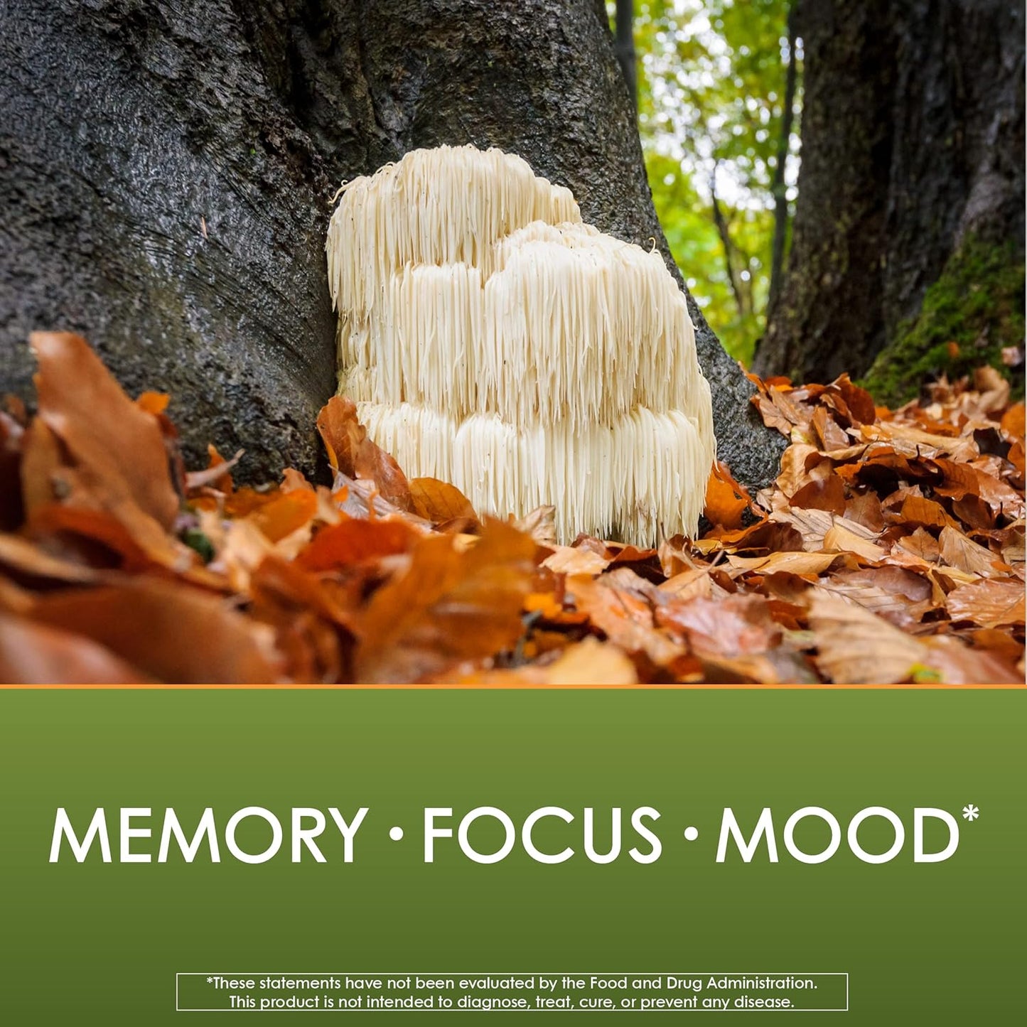 Planetary Herbals Lion's Mane Capsules, 1,000 mg - Memory, Focus, Mood Support - 30 Vegan Capsules