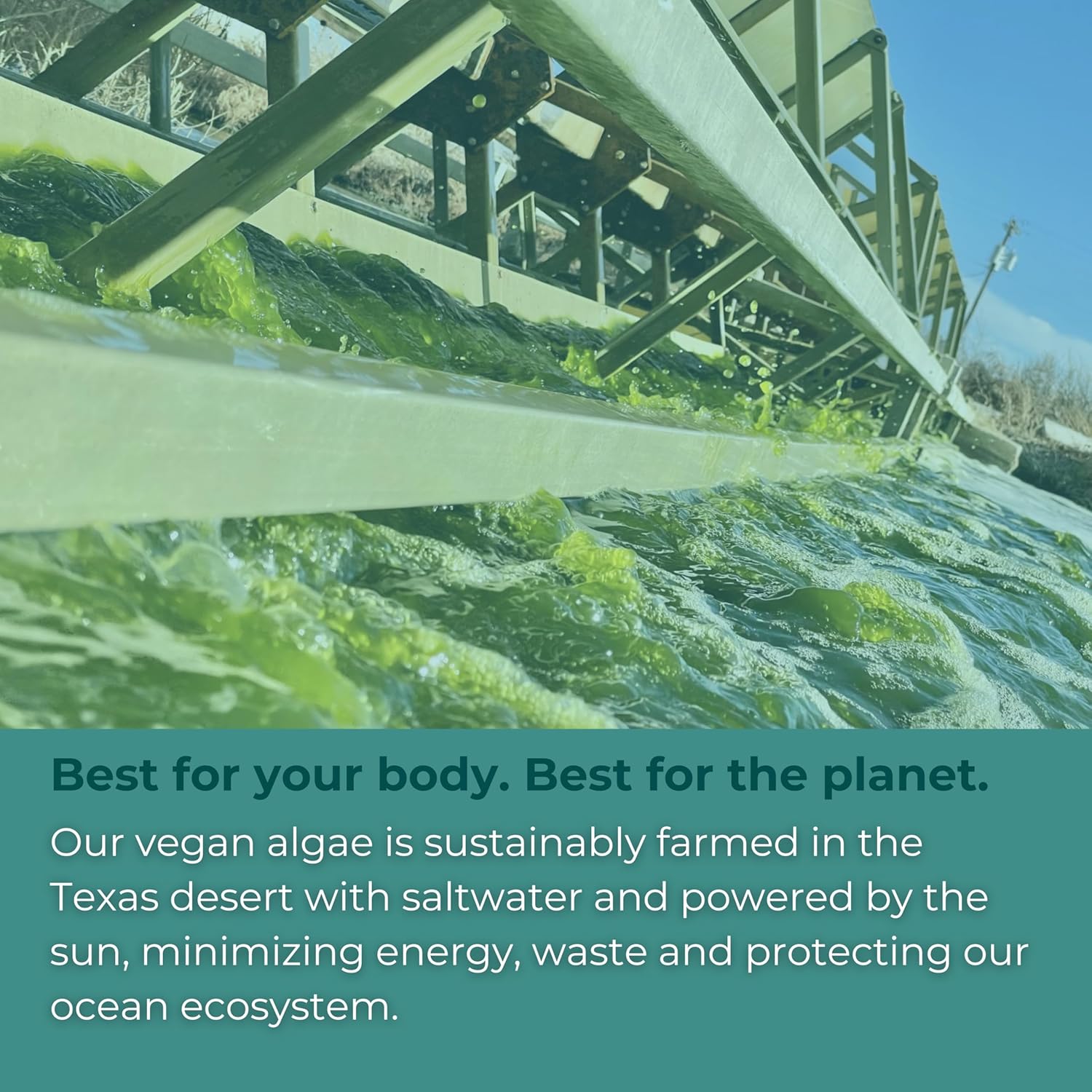 Plant-Based Algae Omega-3 Softgels, 90 Servings, EPA + DHA for Brain & Heart Support, No Fishy Aftertaste, Krill & Fish Oil Alternative