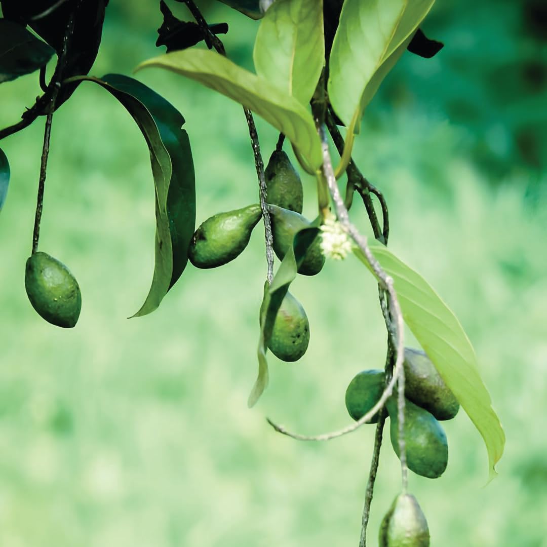 Plant-Based Miniature Harad (Terminalia Chebula) Tablets - Vegan & Gluten-Free Himej Powder Supplement - 90 Tablets (1000mg) for 45 Days