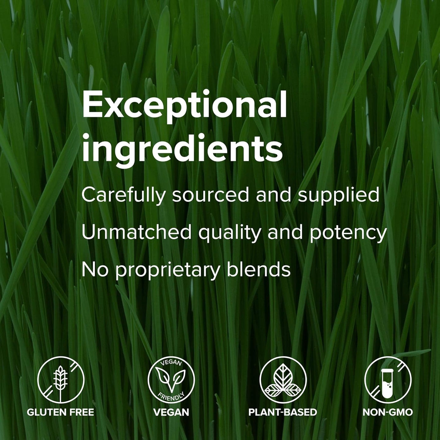 Plant-Based Protein Shake: Maximum Vibrance Vegan Meal Replacement, Chocolate Chunk - 15 Servings for Vibrant Health