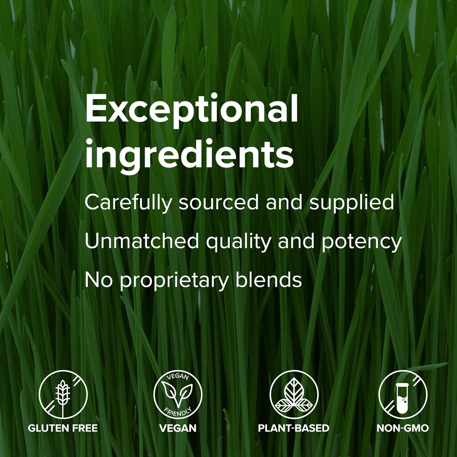 Plant-Based Protein Shake: Maximum Vibrance Vegan Meal Replacement, Chocolate Chunk - 15 Servings for Vibrant Health