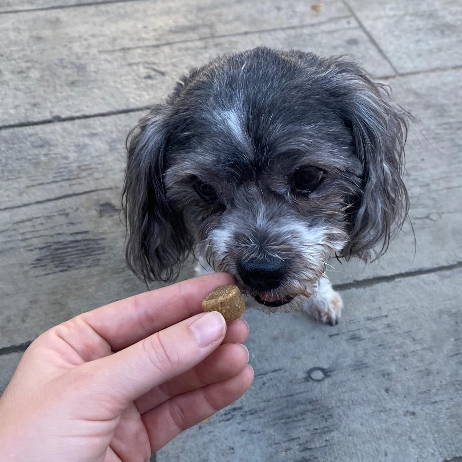 Plasma Powered Health Chews for Small Dogs, 60 Soft Chews, Grain Free Supplement for Vitality and Immunity