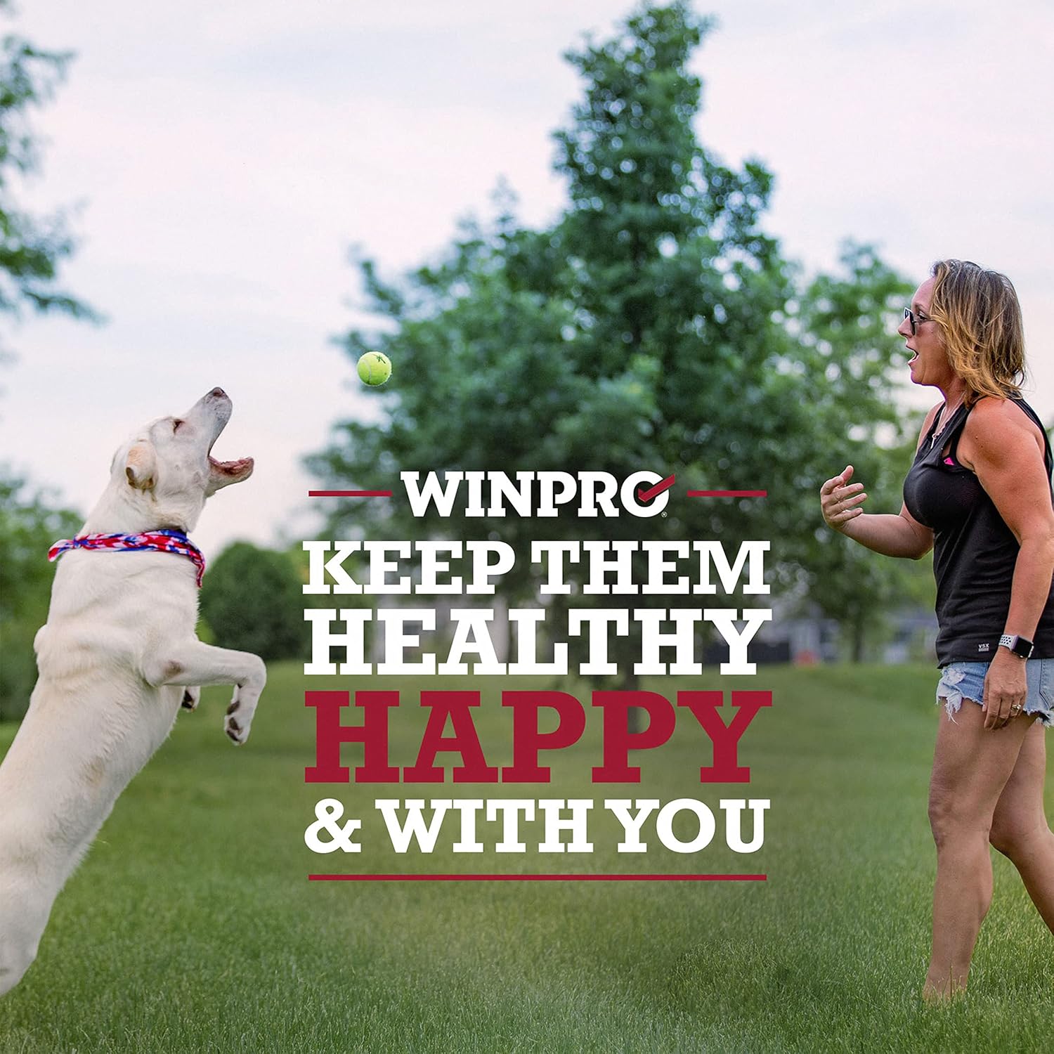 Plasma Powered Health Chews for Small Dogs, 60 Soft Chews, Grain Free Supplement for Vitality and Immunity