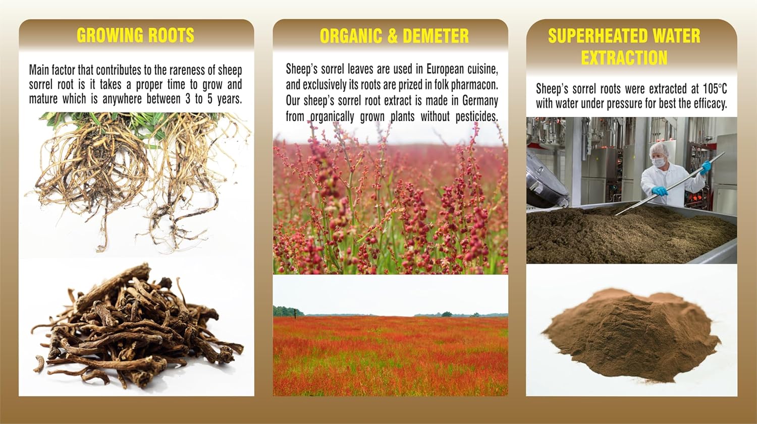 Potent PHARMAKON Sheep Sorrel Root Extract - Pure Root, German-Made