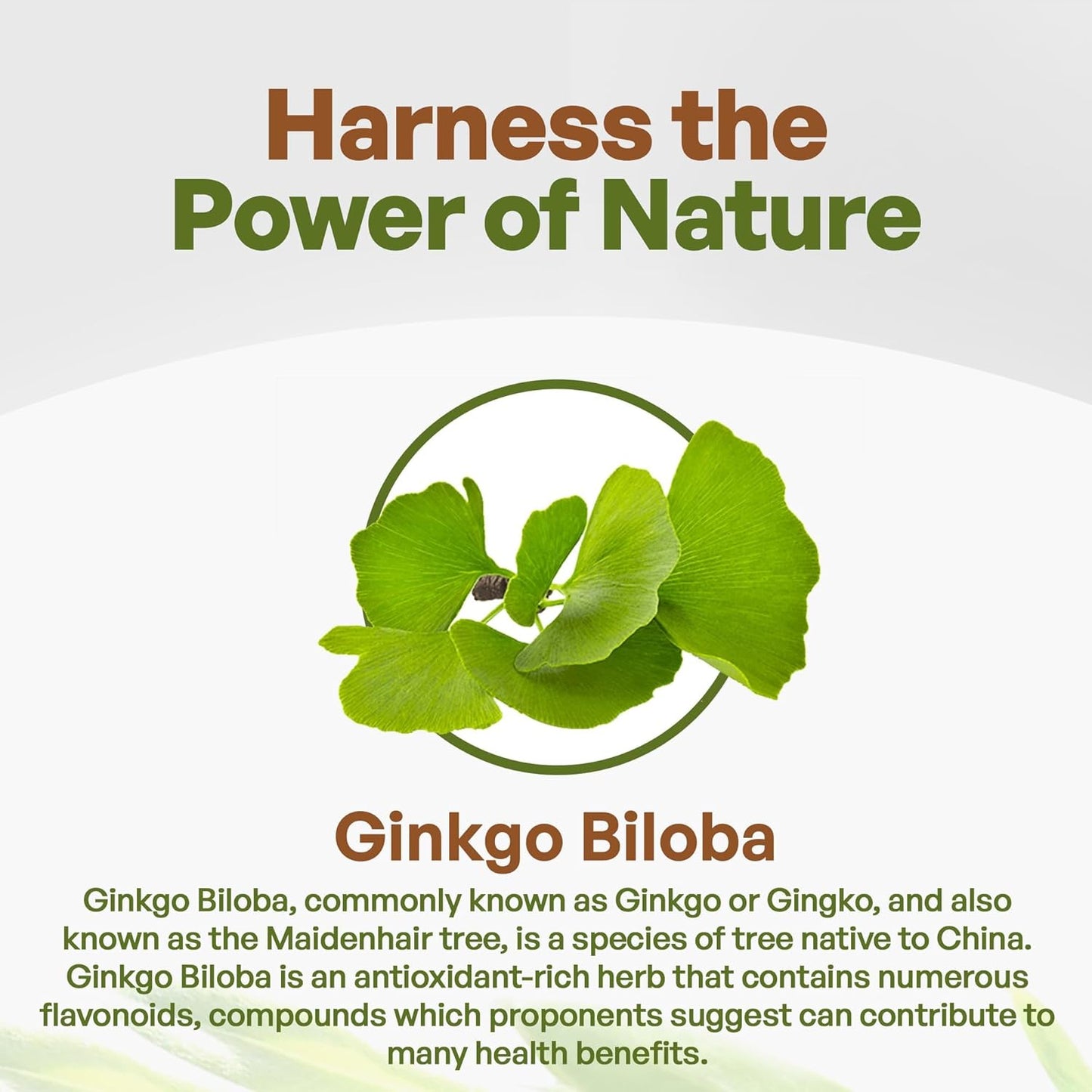 Premium 10:1 Ginkgo Biloba Extract Powder - Extra Strength Leaf Supplement - 8 oz Non-GMO Pure Herbal Formula