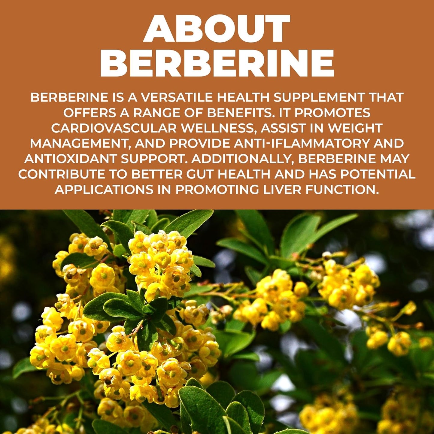 Premium Berberine HCL Supplement for Cardiovascular and Metabolic Health - Non-GMO 500mg Extract - 60 Vegetable Capsules by NewLife Naturals