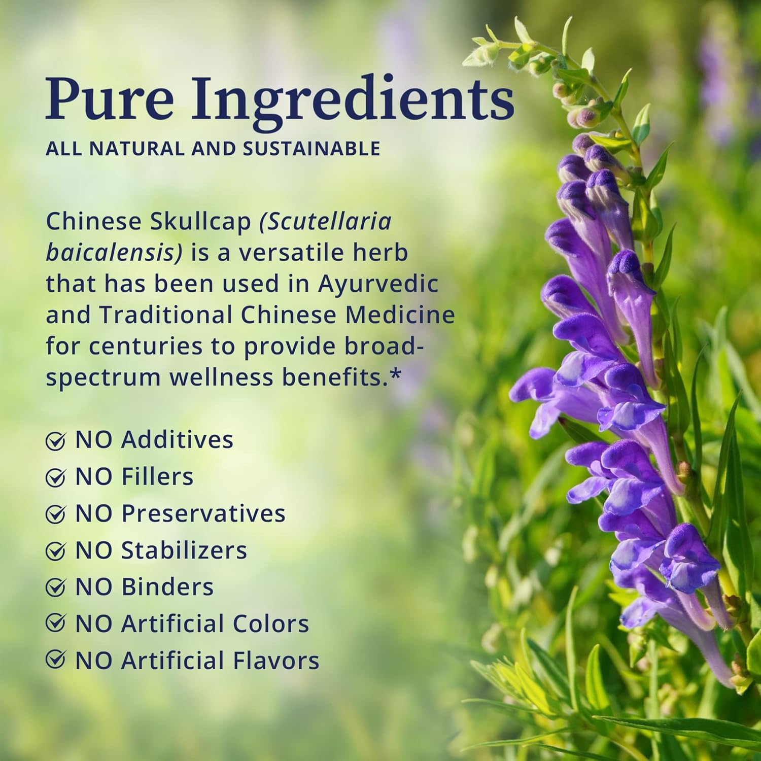 Premium BioPure Chinese Skullcap Herbal Tincture - Bioactive Flavonoid-Rich Extract for Neurological, Immune, & Circulation Support - 2 fl oz